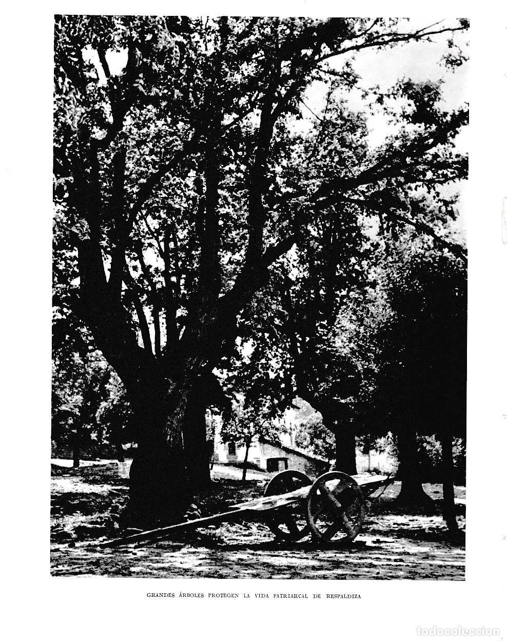 Otros art&iacute;culos de coleccionismo en papel: LAMINA 6107: Gran arbol de Respaldiza - Pio Baroja