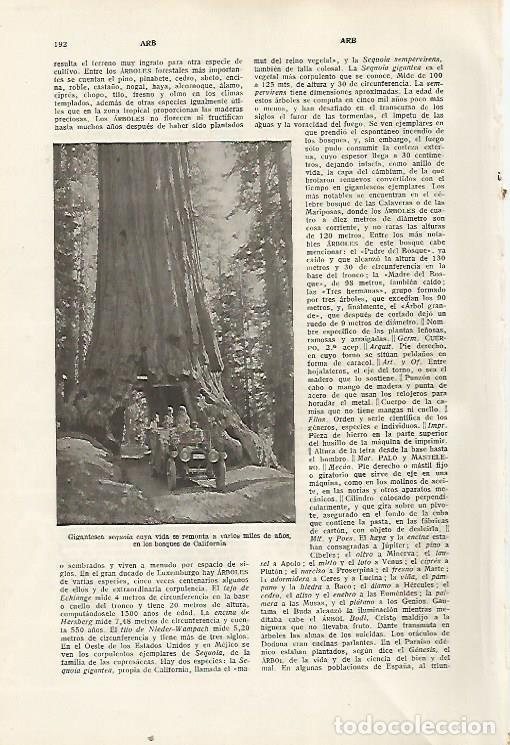 Otros art&iacute;culos de coleccionismo en papel: LAMINA SALVAT 80276: Sequoia en California - Varios