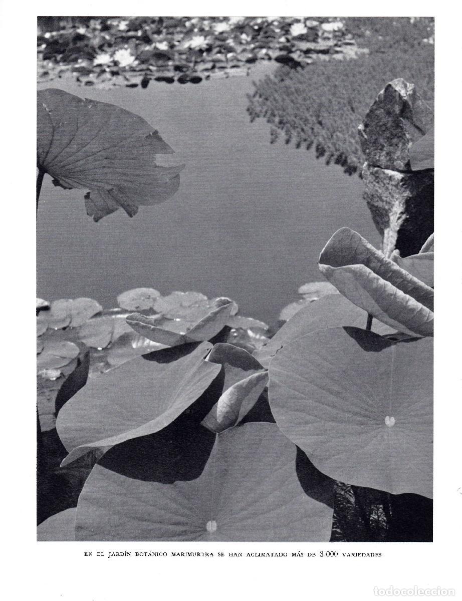Otros art&iacute;culos de coleccionismo en papel: LAMINA 5646: Jardin botanico Marimurtra - Josep Pla