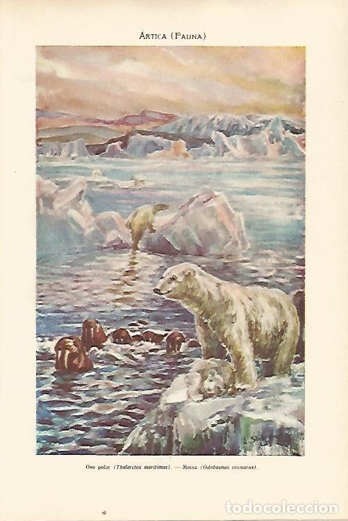 Otros art&iacute;culos de coleccionismo en papel: LAMINA SALVAT 80339: Oso polar - Varios