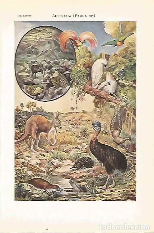 Otros art&iacute;culos de coleccionismo en papel: LAMINA SALVAT 80388: Fauna de Australia - Varios