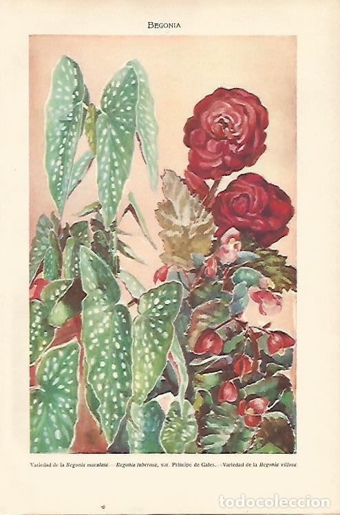 Otros art&iacute;culos de coleccionismo en papel: LAMINA SALVAT 80469: Begonia - Varios