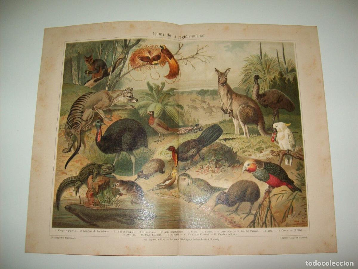 Otros art&iacute;culos de coleccionismo en papel: LAMINA ESPASA 7129: Fauna de la region austral - Varios