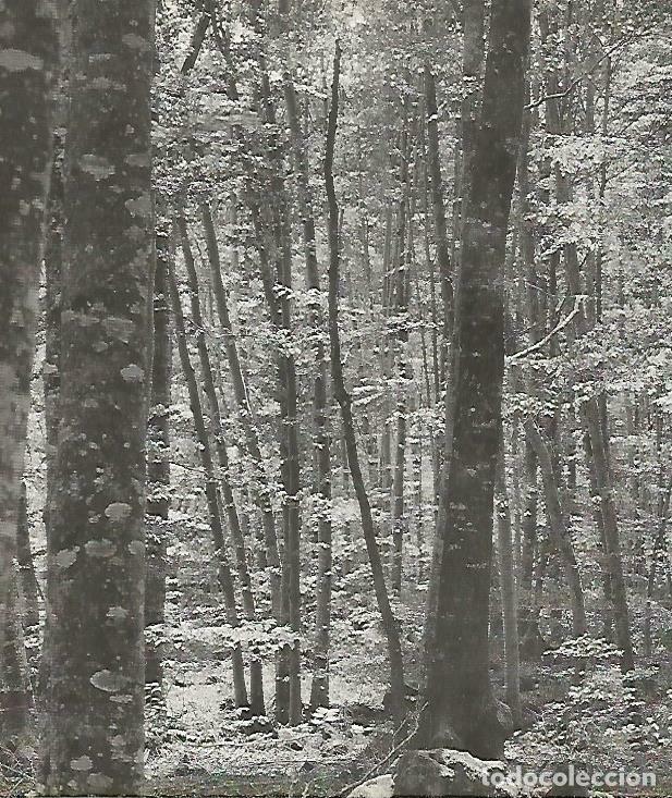Otros art&iacute;culos de coleccionismo en papel: LAMINA 13956: Bosque en la provincia de Girona - Josep Pla