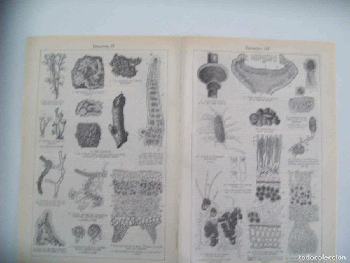 Otros art&iacute;culos de coleccionismo en papel: LAMINA ESPASA 33334: Tipos de liquenes - Varios