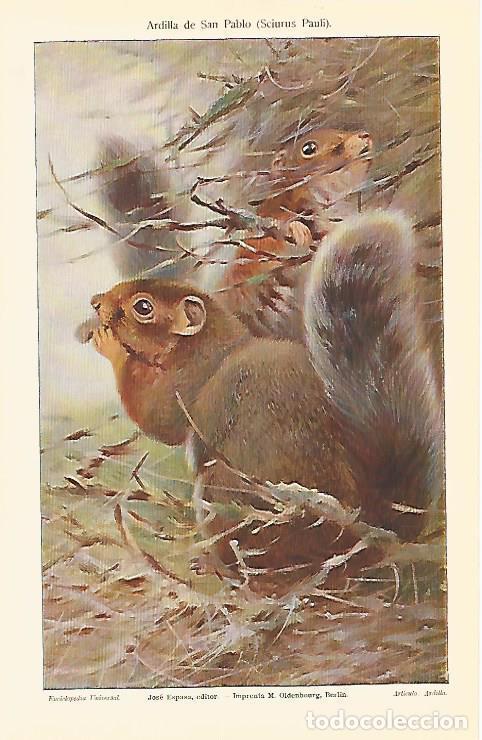 Otros art&iacute;culos de coleccionismo en papel: LAMINA ESPASA 5549: Ardilla de San Pablo o Sciurus Pauli - Varios Autores