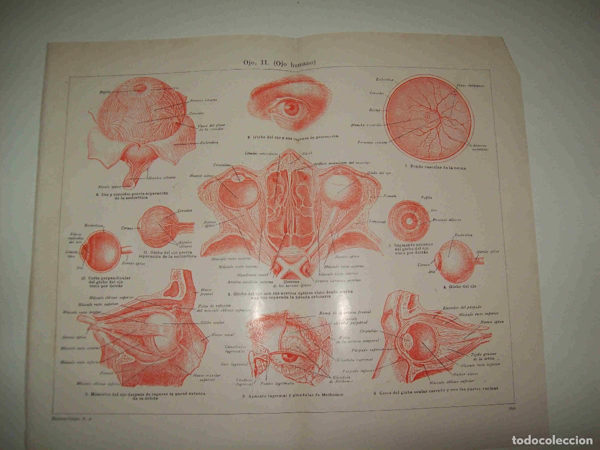 Otros art&iacute;culos de coleccionismo en papel: LAMINA ESPASA 21350: Ojo humano - Varios