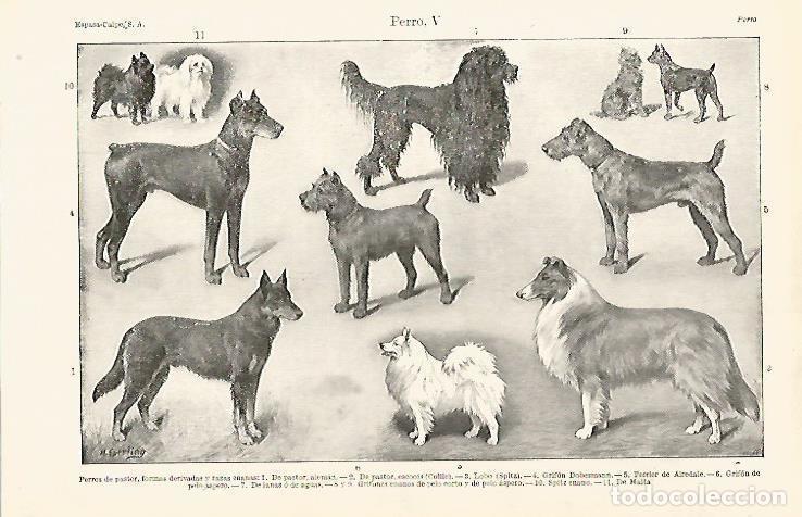 Otros art&iacute;culos de coleccionismo en papel: LAMINA ESPASA 15783: Perros de pastor - Varios