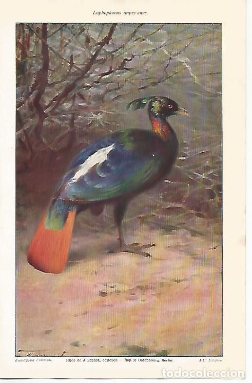 Otros art&iacute;culos de coleccionismo en papel: LAMINA ESPASA 25827: Lophophorus impeyanus - Varios
