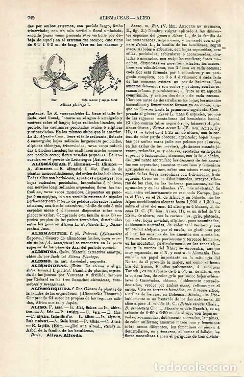 Otros art&iacute;culos de coleccionismo en papel: LAMINA ESPASA 33805: Alisma plantage L. - Varios