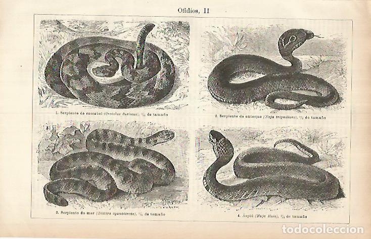 Otros art&iacute;culos de coleccionismo en papel: LAMINA ESPASA 25979: Especies de ofidios - Varios