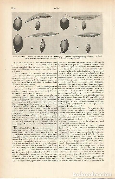 Otros art&iacute;culos de coleccionismo en papel: LAMINA ESPASA 26032: Frutos del olivo - Varios