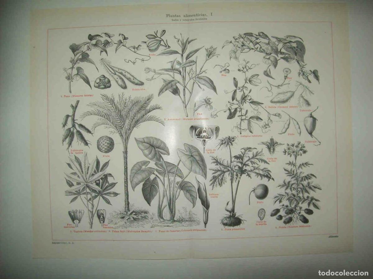 Otros art&iacute;culos de coleccionismo en papel: LAMINA ESPASA 33798: Tallos de plantas alimenticias - Varios