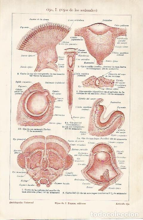 Otros art&iacute;culos de coleccionismo en papel: LAMINA ESPASA 25996: Ojos de los animales - Varios