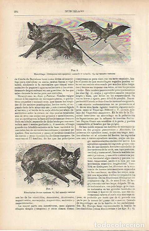 Otros art&iacute;culos de coleccionismo en papel: LAMINA ESPASA 11543: Murcielago - Varios