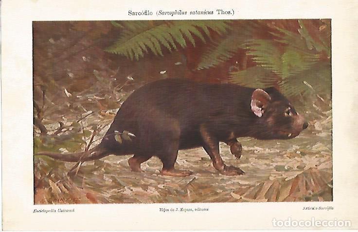 Otros art&iacute;culos de coleccionismo en papel: LAMINA ESPASA 19536: Sarcofilo o Sarcophilus satanicus Thos. - Varios