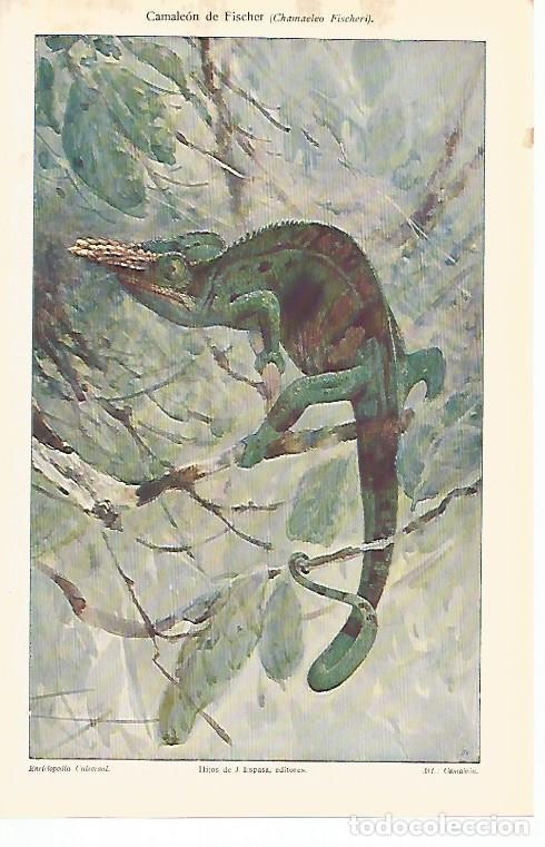 Otros art&iacute;culos de coleccionismo en papel: LAMINA De ESPASA 00109: Camaleon de Fischer - Varios autores