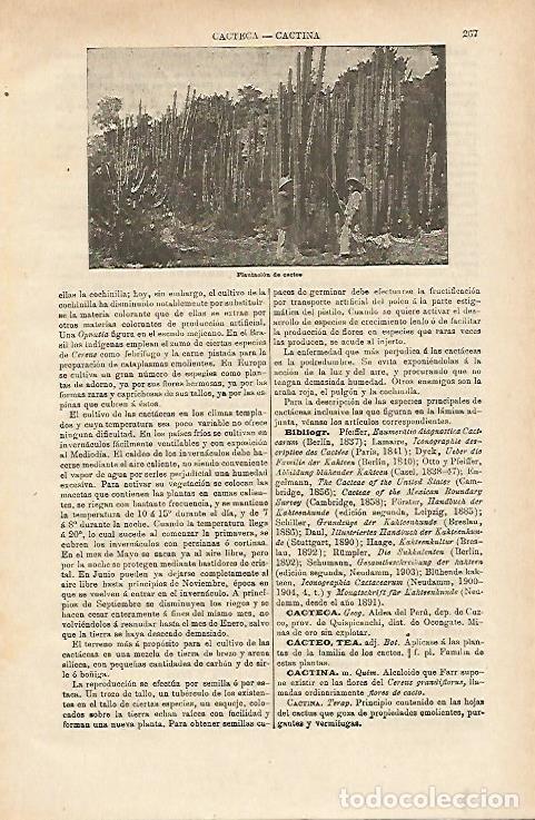 Otros art&iacute;culos de coleccionismo en papel: LAMINA ESPASA 14629: Plantacion de cactus - Varios