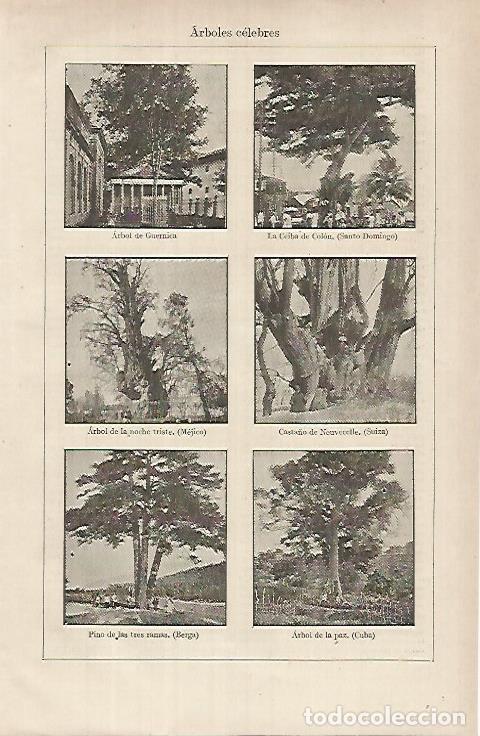 Otros art&iacute;culos de coleccionismo en papel: LAMINA ESPASA 26267: Arboles celebres - Varios