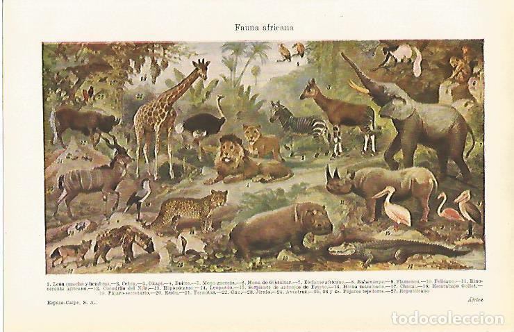 Otros art&iacute;culos de coleccionismo en papel: LAMINA ESPASA 15363: Fauna de Africa - Varios