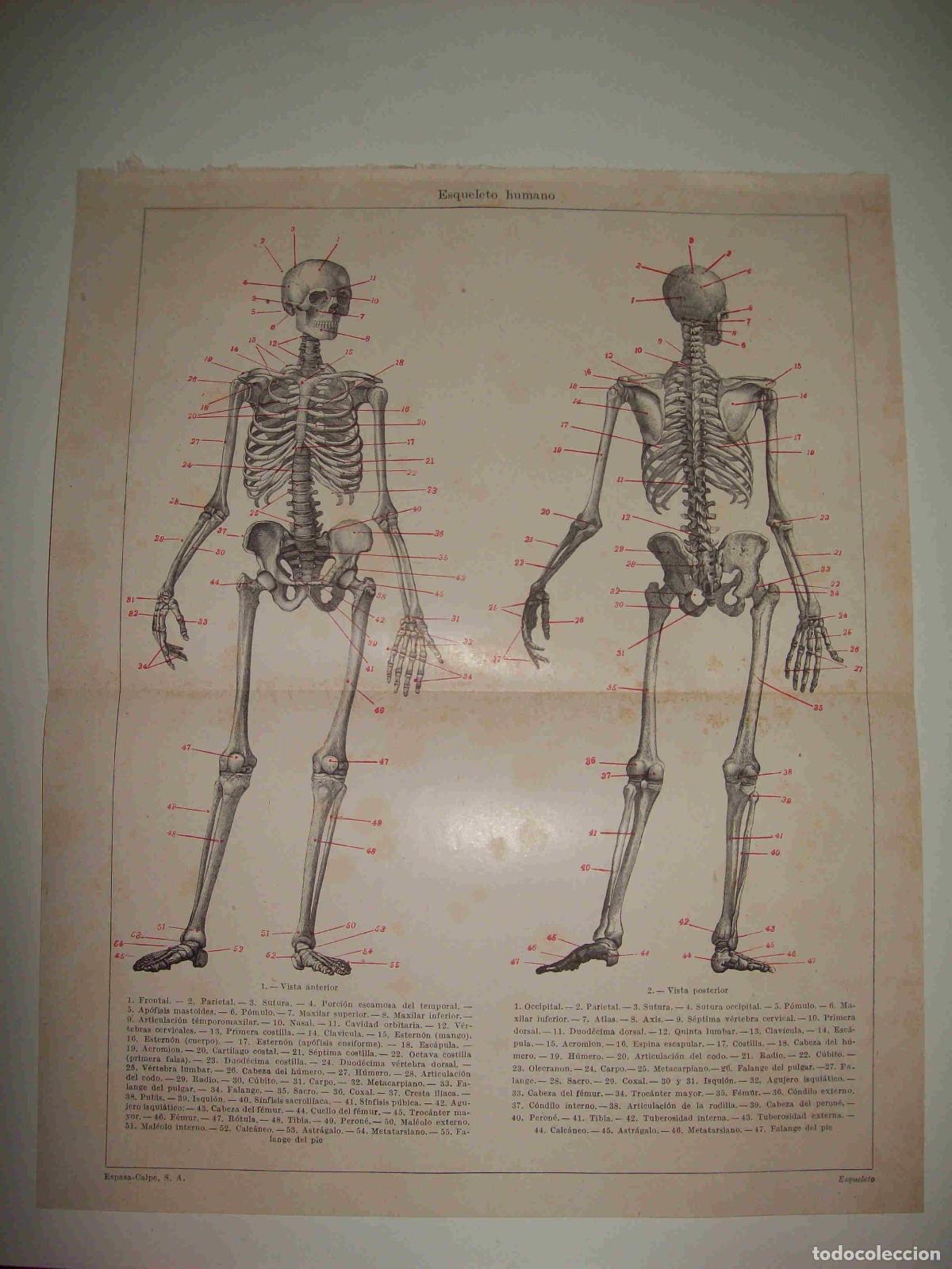 Otros art&iacute;culos de coleccionismo en papel: LAMINA ESPASA 16280: Esqueleto humano - Varios