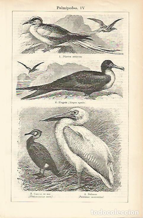 Otros art&iacute;culos de coleccionismo en papel: LAMINA ESPASA 1482: Aves palmipedas III - Varios Autores