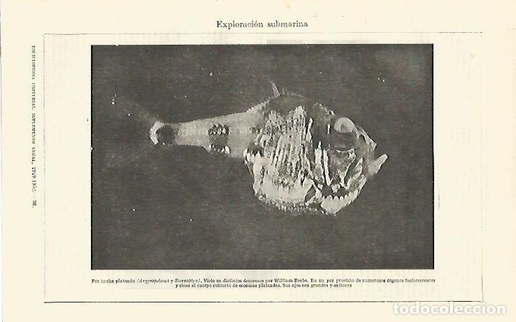 Otros art&iacute;culos de coleccionismo en papel: LAMINA ESPASA 26748: Pez-hacha o Argyropelecus - Varios