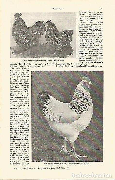 Otros art&iacute;culos de coleccionismo en papel: LAMINA ESPASA 26881: Gallinas de raza Orpington y gallo de raza Plymouth-rock - Varios