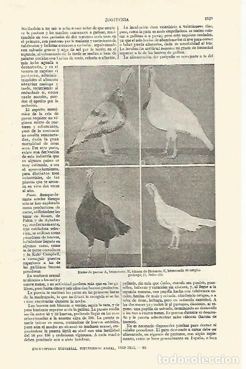 Otros art&iacute;culos de coleccionismo en papel: LAMINA ESPASA 26883: Razas de pavos - Varios