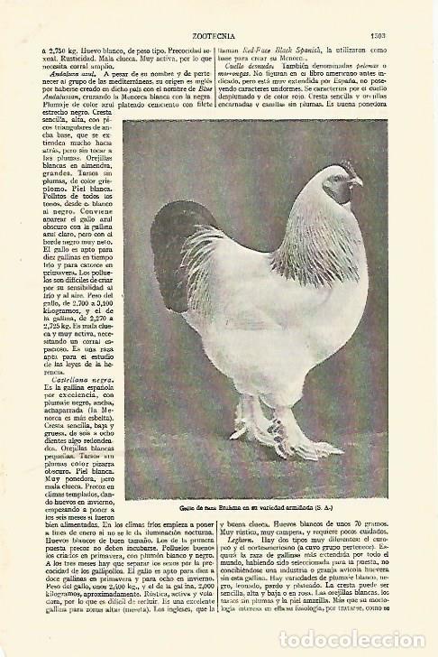 Otros art&iacute;culos de coleccionismo en papel: LAMINA ESPASA 26879: Gallo de raza Brahma - Varios