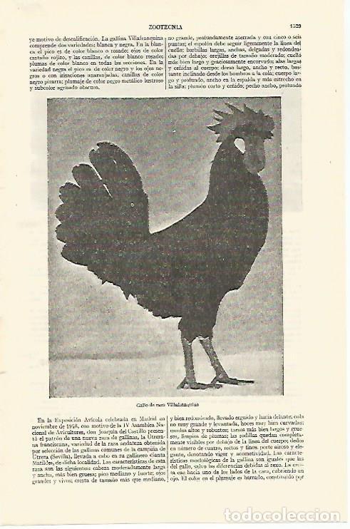 Otros art&iacute;culos de coleccionismo en papel: LAMINA ESPASA 26885: Gallo de raza Villafranquina - Varios