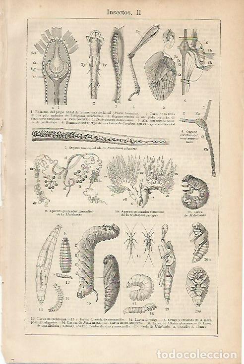 Otros art&iacute;culos de coleccionismo en papel: LAMINA ESPASA 4628: Insectos(II) - Varios Autores