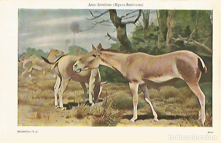 Otros art&iacute;culos de coleccionismo en papel: LAMINA ESPASA 12905: Asno hemione o Equus hemionus - Varios