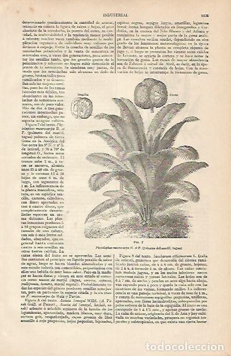 Otros art&iacute;culos de coleccionismo en papel: LAMINA ESPASA 4582: Phytelephas macrocarpa o palmera de marfil - Varios Autores