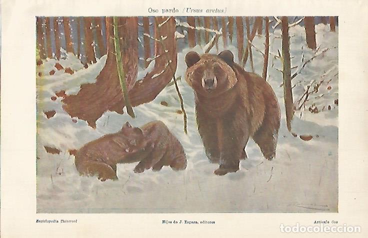 Otros art&iacute;culos de coleccionismo en papel: LAMINA ESPASA 7645: Oso pardo o Ursus arctus - Varios