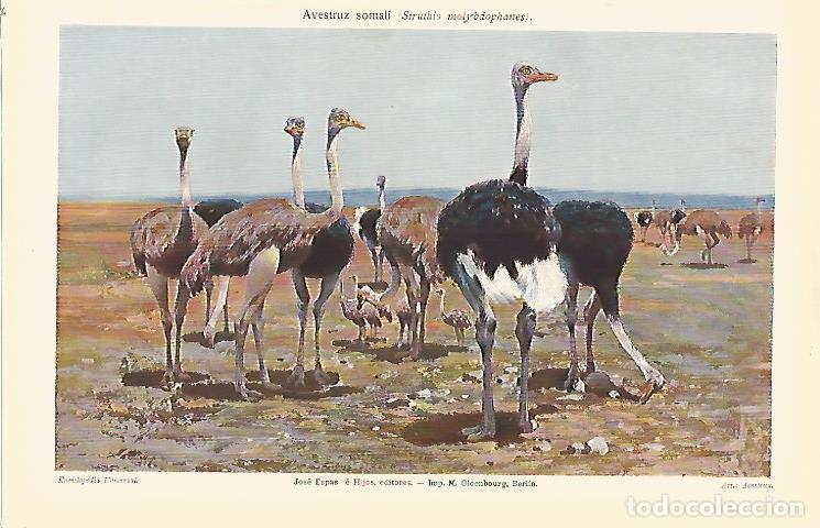 Otros art&iacute;culos de coleccionismo en papel: LAMINA ESPASA 7164: Avestruz somali o Struthio molybdophanes - Varios