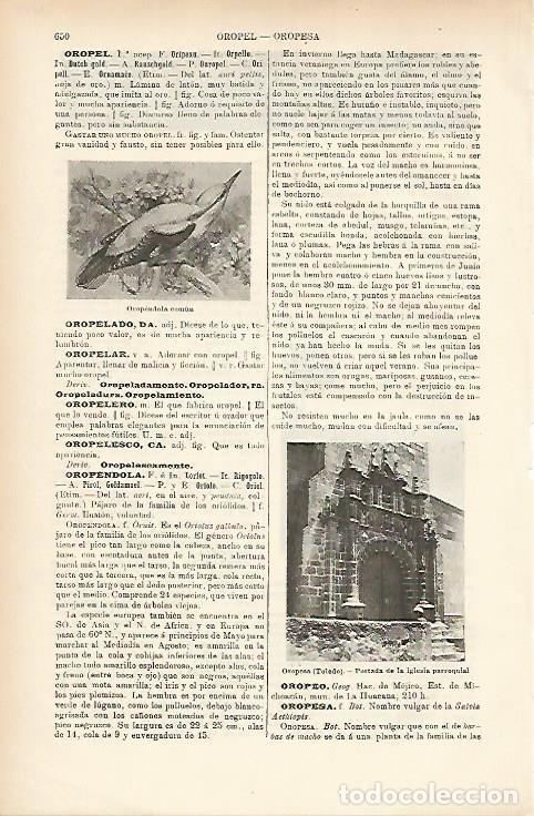 Otros art&iacute;culos de coleccionismo en papel: LAMINA ESPASA 7698: Oropendola comun - Varios