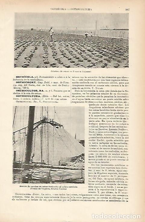 Otros art&iacute;culos de coleccionismo en papel: LAMINA ESPASA 7780: Criadero de ostras en Formosa Portugal - Varios