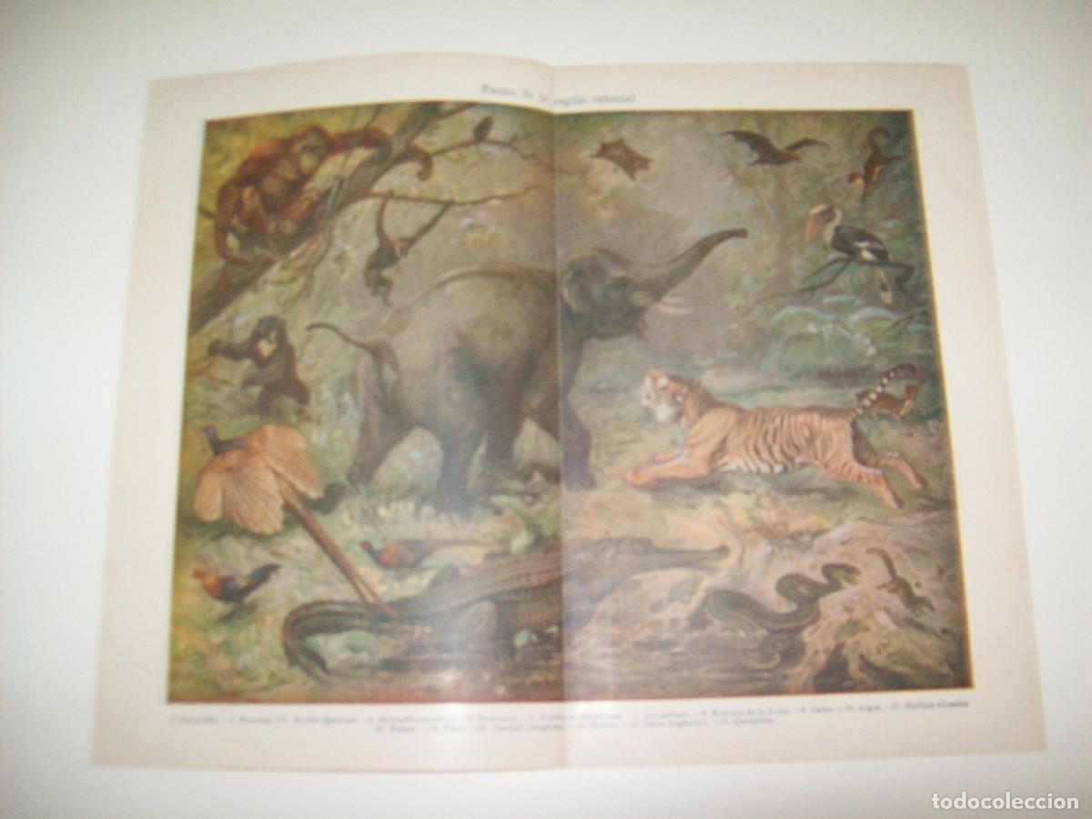 Otros art&iacute;culos de coleccionismo en papel: LAMINA ESPASA 7559: Fauna de la region oriental - Varios