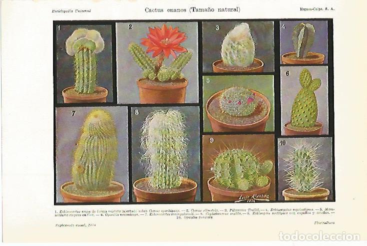 Otros art&iacute;culos de coleccionismo en papel: LAMINA ESPASA 7804: Cactus enanos - Varios