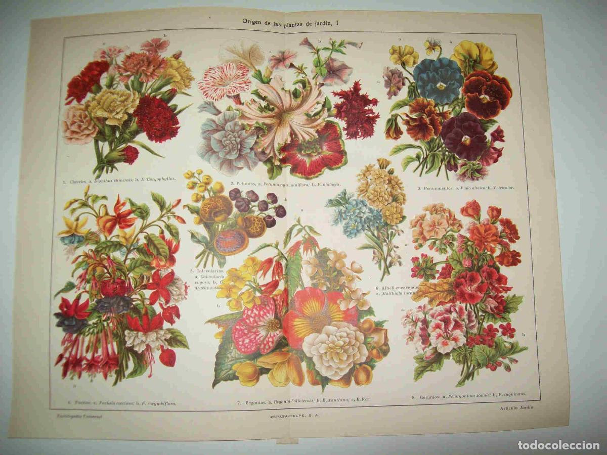 Otros art&iacute;culos de coleccionismo en papel: LAMINA ESPASA 20981: Origen de las plantas de jardin - Varios