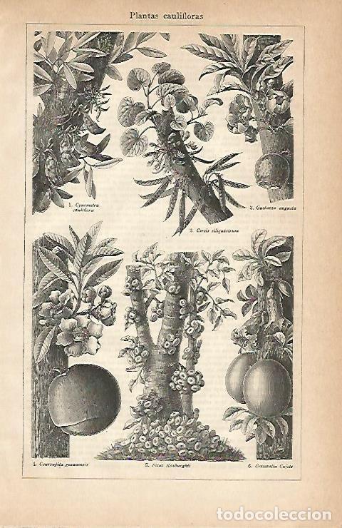 Otros art&iacute;culos de coleccionismo en papel: LAMINA ESPASA 2977: Plantas caulifloras - Varios Autores