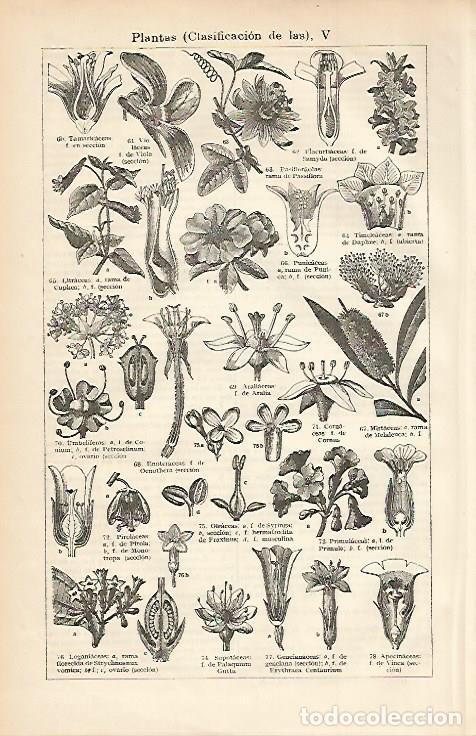 Otros art&iacute;culos de coleccionismo en papel: LAMINA ESPASA 3274: Clasificacion de las plantas V - Varios Autores