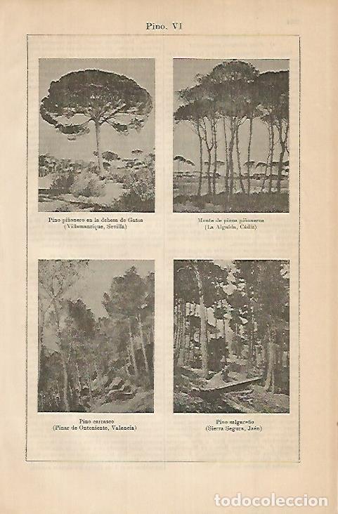 Otros art&iacute;culos de coleccionismo en papel: LAMINA DE ESPASA 443: Pinos de Espa&ntilde;a - Varios autores