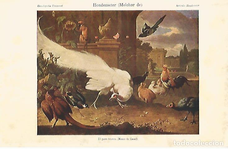 Otros art&iacute;culos de coleccionismo en papel: LAMINA ESPASA 4425: El pavo blanco por Hondecoeter - Varios Autores