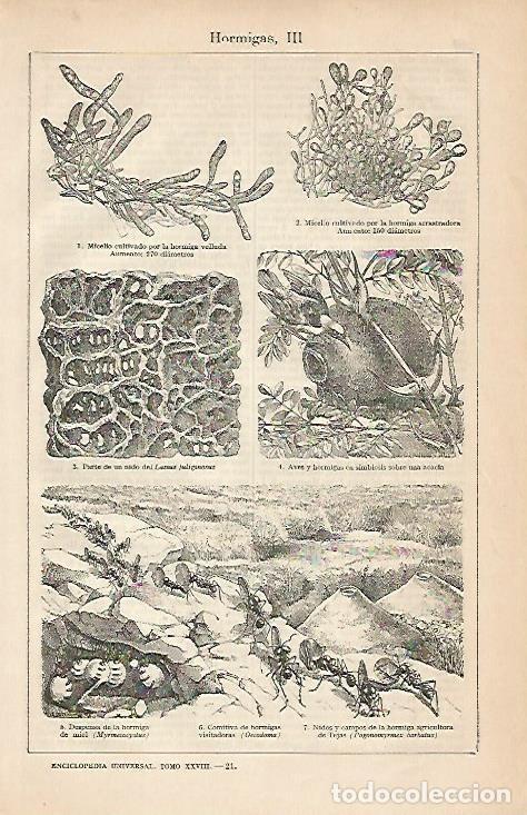 Otros art&iacute;culos de coleccionismo en papel: LAMINA ESPASA 4445: Hormigas (III) - Varios Autores