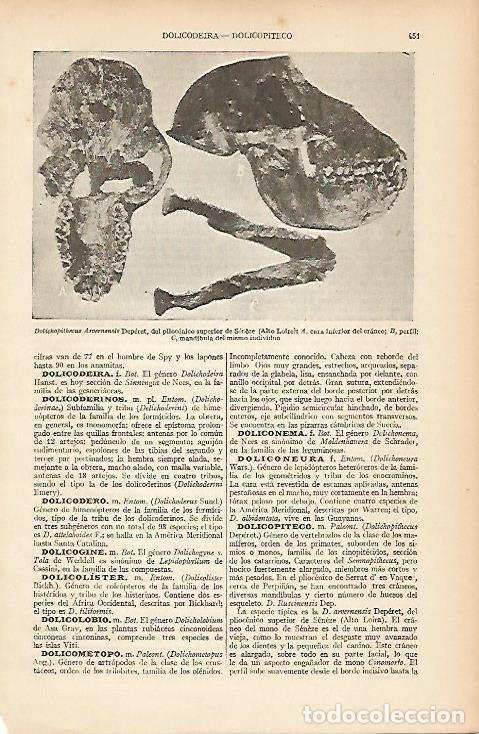 Otros art&iacute;culos de coleccionismo en papel: LAMINA ESPASA 5386: Dolichopithecus Arvenensis Deperet - Varios Autores