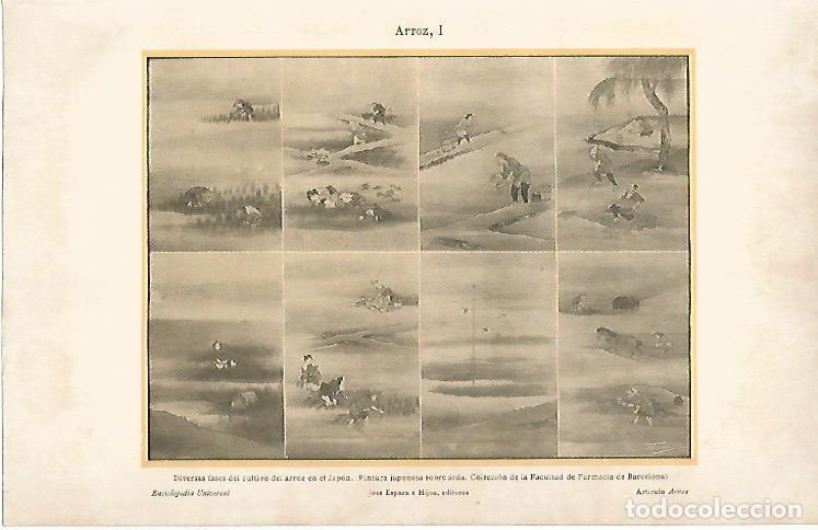 Otros art&iacute;culos de coleccionismo en papel: LAMINA ESPASA 5621: Cultivo del arroz en Japon - Varios Autores