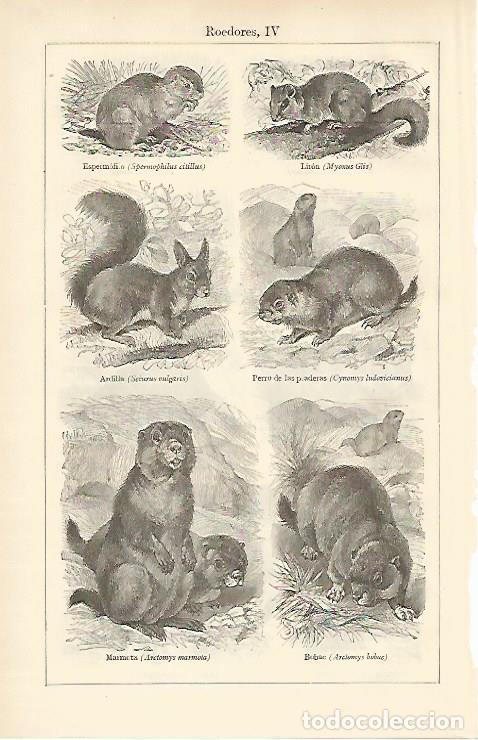 Otros art&iacute;culos de coleccionismo en papel: LAMINA ESPASA 6639: Especies de roedores (II) - Varios Autores