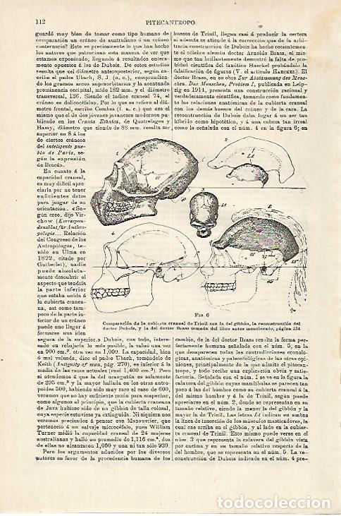 Otros art&iacute;culos de coleccionismo en papel: LAMINA ESPASA 27092: Reconstruccion de craneos prehistoricos - Varios